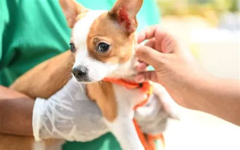 5 Best Vets In West Delhi To Give Your Pet The Care They Deserve Whatshot Delhi Ncr