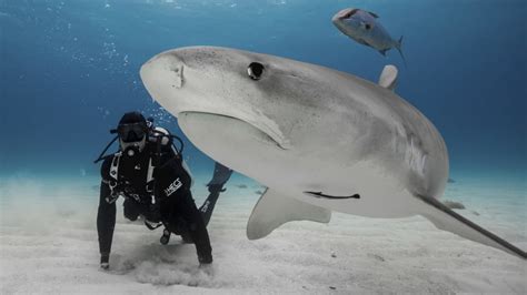 5 Expert Tips For Surviving A Shark Attack Mental Floss