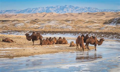 5 Facts Destination Gobi Travel Guides Tips