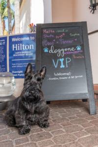 5 Great Dog Friendly Hotels Wherever Family