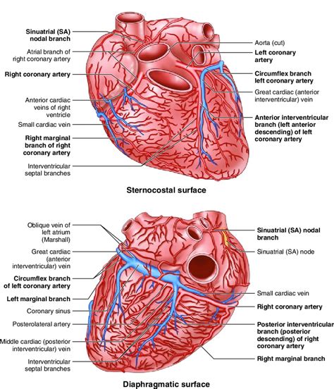 5 Heart Supply With Overview Of Arteries And Veins Download