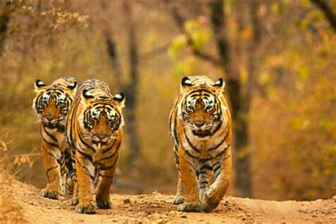 5 Hot Destinations In Ranthambore The Best Tourist Places In Ranthambore