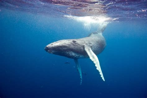 5 Incredible Ways Whales Are Saving The Oceans Dive Ssi