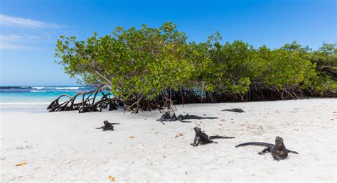 5 Must See Destinations On The Galapagos Islands Leisuremartini