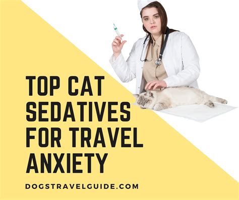 5 Natural Cat Sedatives For Travel Anxiety 2024 Guide Dogs Travel Guide