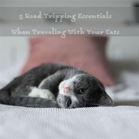 5 Road Tripping Essentials When Traveling With Your Cats Cat Quotes