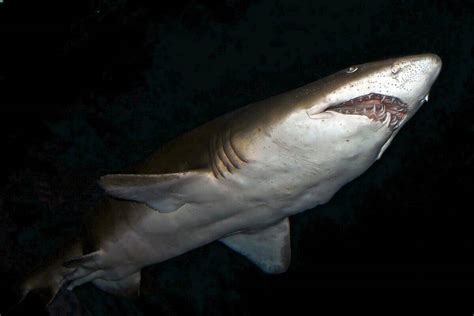 5 Shark Attacks In 2 Days On Long Island Animals Around The Globe