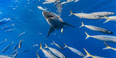 5 Shark Facts I Ve Learned From Kids The National Wildlife Federation