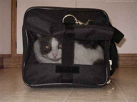 5 Things Cats Really Think When They Ride In Their Carriers Catster