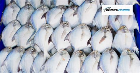 5 Tips For Catching Pompano In 2024