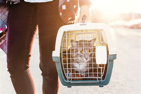 5 Tips For Traveling With Your Cat Living Sweet Moments