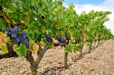 5 Ways A Vineyard Financing Can Level Up Your Business Farm Plus