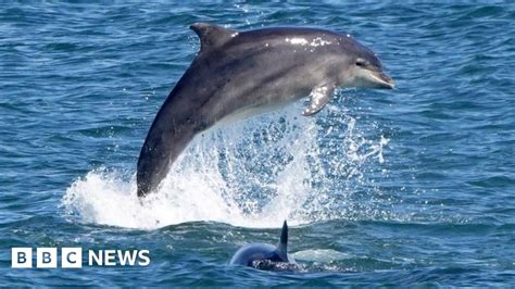 5 Ways Dolphins Attack Web Printer Driver