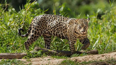 5 Ways Jaguars Traveled Travel Guides Tips