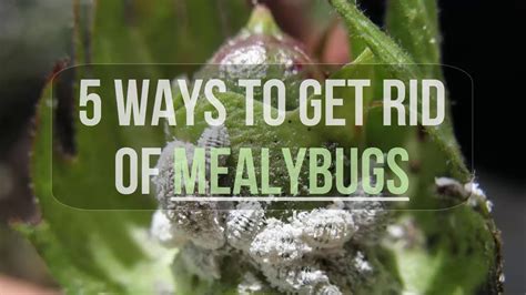 5 Ways To Get Rid Of Mealybugs