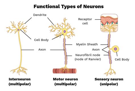 5 Ways To Make Structure And Function Of Neurons Interesting For Students