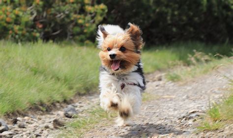 5 Ways To Train A Yorkie To Come Oh Mi Dog