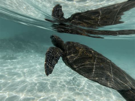 5 Ways Turtles Travel Travel Guides Tips