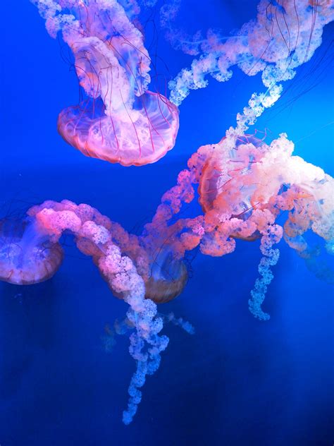 50 Interesting Jellyfish Photos Pexels Free Stock Photos