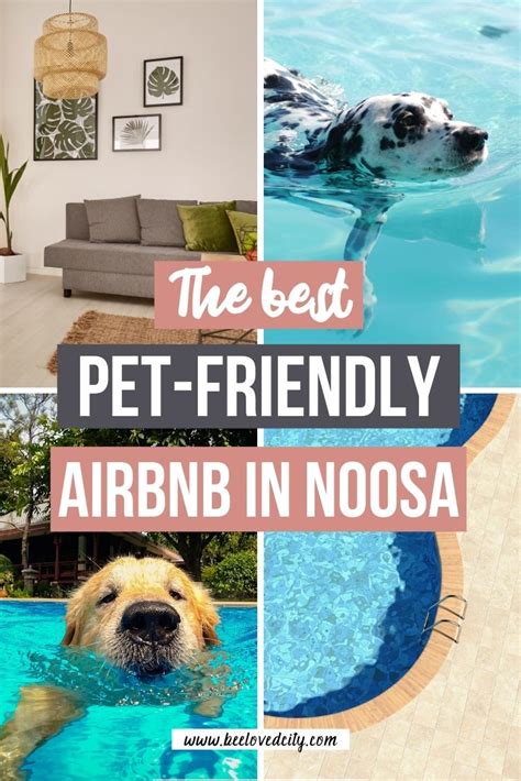 51 Best Images Airbnb Pet Friendly Florida 12 Pet Friendly Airbnb Rentals In Sarasota Florida