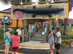 52 Destin Live Alligator Attraction Ideas Destin Alligator Destin