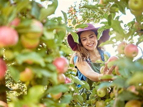 7 Best Apple Picking Orchards In Arizona 2022 Beautiful Place