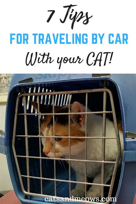 7 Tips For Traveling By Car With Your Cat Cats And Meows