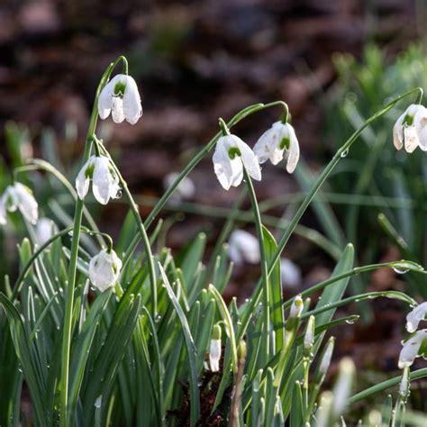 7 Winter Gardening Myths That Could Be Ruining Your Plants