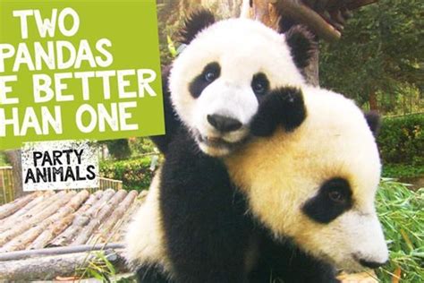 70 Panda Facts That Will Make Your Day Factretriever, 42% Off