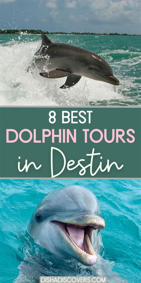 8 Best Dolphin Tours In Destin Florida 2023 In 2023 Dolphin Tours