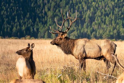 8 Fascinating Facts About Elk Oak Cover Magazine