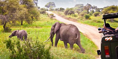 8 Of The Best Safari Destinations In Africa Traveler By Unique