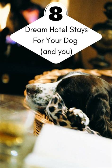 8 Pet Friendly Hotels Around The World Virtuoso Pet Friendly Hotels