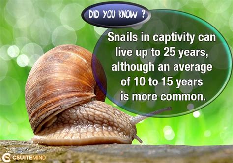 8 Surprising Snail Facts You Should Know Birds And Blooms