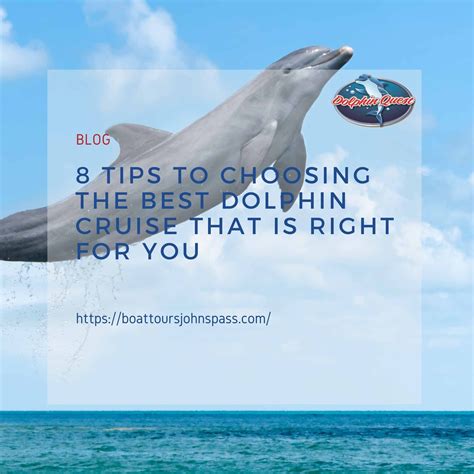 8 Tips To Choosing The Best Dolphin Cruise That Is Right For You