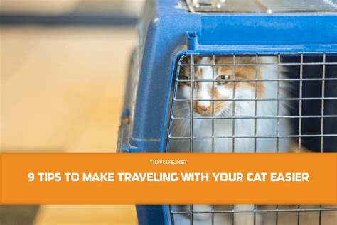 9 Tips To Make Traveling With Your Cat Easier Tidylife