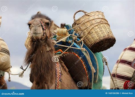 A Camel Used To Carry Loads Stock Photo Image Of Nature Tourism