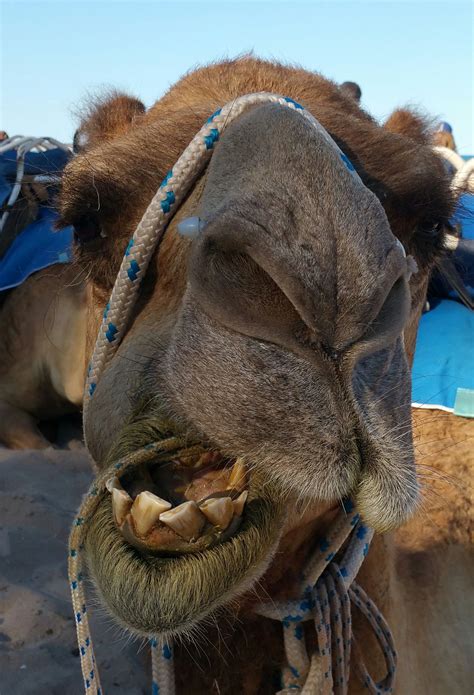 A Camels Smile Is So Beautiful Here In Broome In Wa Lol You Can Also