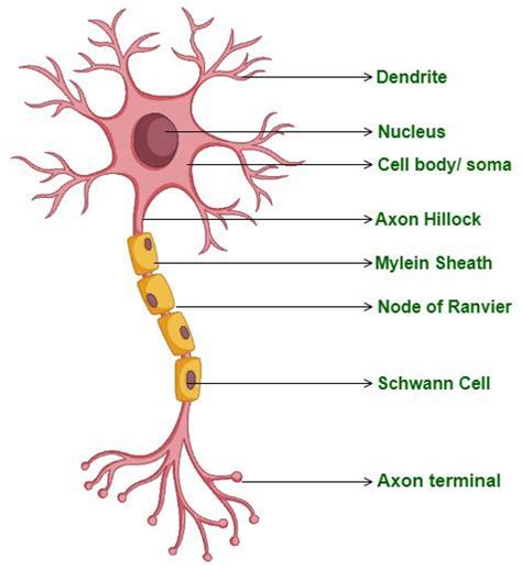 A Labelled Diagram Of Neuron With Detailed Explanations