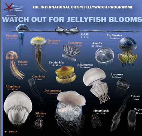 A List Of Popular Types Of Jellyfish With Pictures