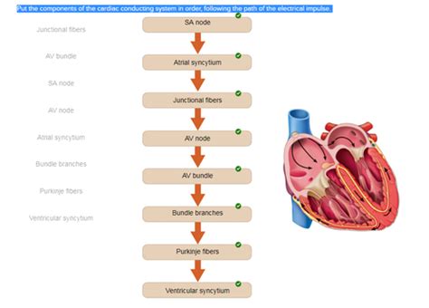 A P Lecture Exam 4 Review Flashcards Quizlet