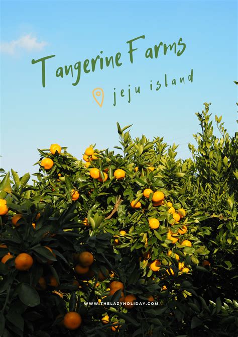 A Quick Guide To Tangerine Picking In Jeju Tourist Friendly Farms