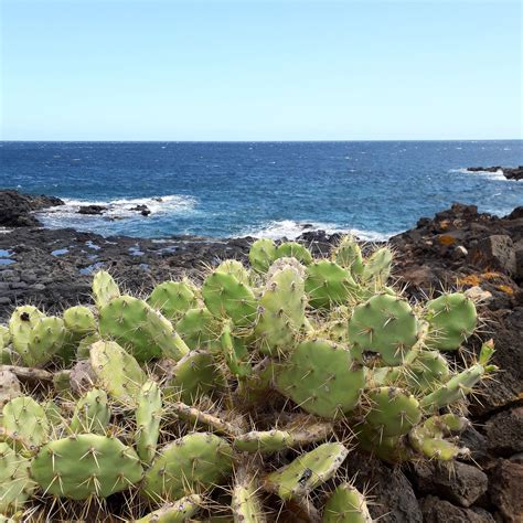 A Travel Guide To The Canary Islands Tourists Should Plan Their Trip