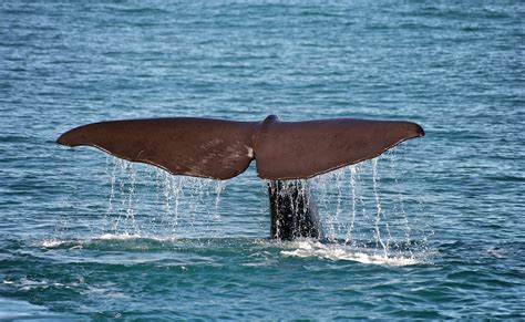 A Whale Of A Tail Sperm Whale The Way To Tell The Differ Flickr