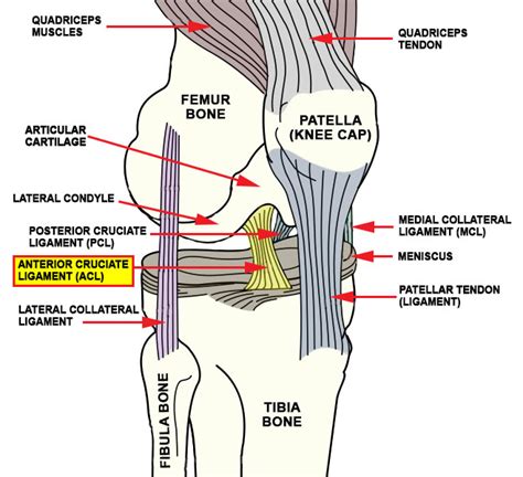 ACL Anatomy Travels Anteriorly