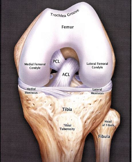 Acl Kneetech