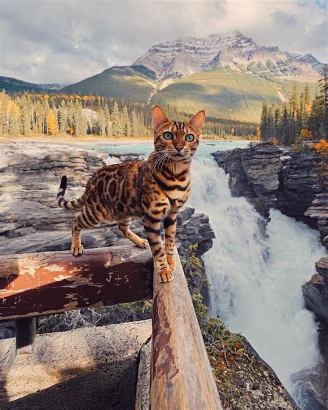 Adventurous Bengal Cat Explores The Beauty Of The Canadian Wilderness