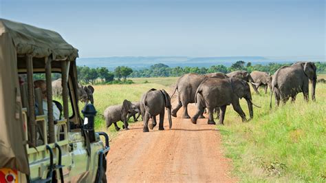 African Safari 101 What To Pack And What To Leave Behind Cond