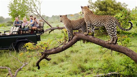 African Safari Ultimate Safari Tours Destinations Guide