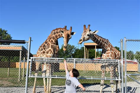 African Safari Wildlife Park Port Clinton 2021 All You Need To Know Before You Go Tours